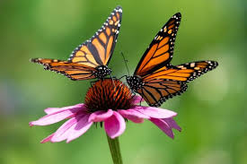 Image result for monarch butterfly