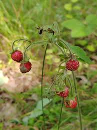 Attēlu rezultāti vaicājumam “Fragaria moschata”