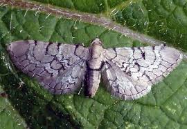 Attēlu rezultāti vaicājumam “Eupithecia venosata”