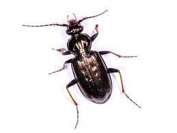 Attēlu rezultāti vaicājumam “Loricera pilicornis”