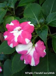 Image result for Impatiens walleriana
