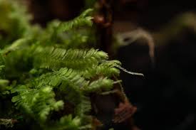 Attēlu rezultāti vaicājumam “Gyroweisia tenuis”