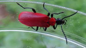 Attēlu rezultāti vaicājumam “Pyrochroa coccinea”