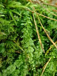 Attēlu rezultāti vaicājumam “Plagiomnium affine”