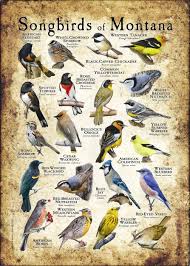 Image result for Poecile montana