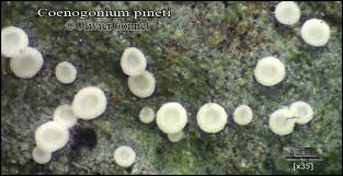 Attēlu rezultāti vaicājumam “Coenogonium pineti”