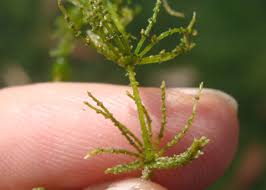 Attēlu rezultāti vaicājumam “Chara aspera”