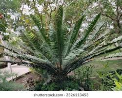 Attēlu rezultāti vaicājumam “Anomodon longifolius”