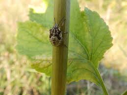 Attēlu rezultāti vaicājumam “Carpocoris sp.”