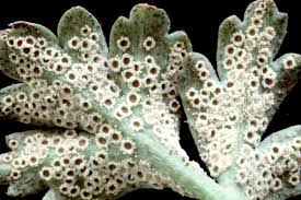 Attēlu rezultāti vaicājumam “Tranzschelia pruni-spinosae spores”