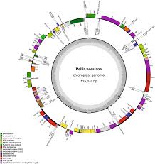 Attēlu rezultāti vaicājumam “Calypogeia azurea macro”