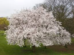 Attēlu rezultāti vaicājumam “Prunus padus var. roseiflora”