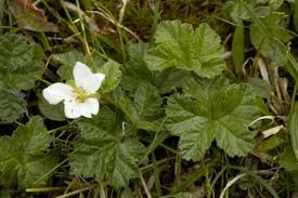 Attēlu rezultāti vaicājumam “Rubus chamaemorus flower”