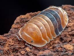 Attēlu rezultāti vaicājumam “Erinaceus sp.”