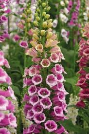 Image result for Digitalis purpurea
