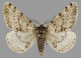 Attēlu rezultāti vaicājumam “Phigalia pilosaria”