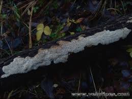 Attēlu rezultāti vaicājumam “Antrodia mellita”