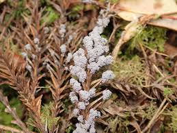 Attēlu rezultāti vaicājumam “Fuligo gyrosa”