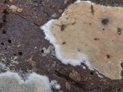 Attēlu rezultāti vaicājumam “Elmerina caryae”