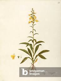 Attēlu rezultāti vaicājumam “Scrophulariaceae”