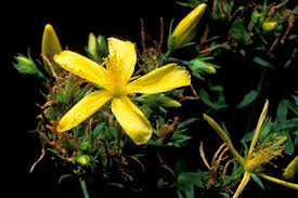 Attēlu rezultāti vaicājumam “Hypericum perforatum”