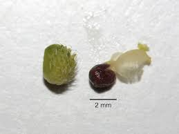 Attēlu rezultāti vaicājumam “Mercurialis perennis fruit”