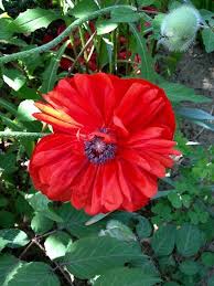 Image result for Papaver orientale