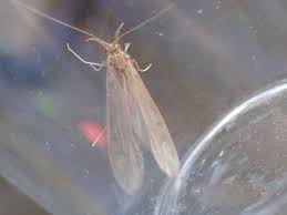 Attēlu rezultāti vaicājumam “Oecetis ochracea”