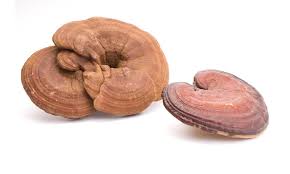 Attēlu rezultāti vaicājumam “Ganoderma lucidum”