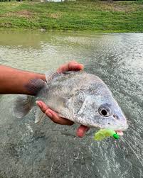 Image result for Aplodinotus grunniens