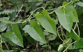 Attēlu rezultāti vaicājumam “Calystegia sepium leaf”