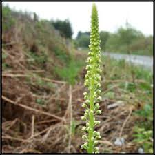 Image result for Reseda luteola