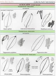 Attēlu rezultāti vaicājumam “Mnium marginatum”