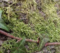 Attēlu rezultāti vaicājumam “Hygroamblystegium humile”