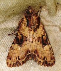 Attēlu rezultāti vaicājumam “Apamea epomidion”