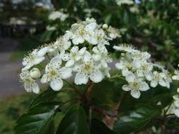 Attēlu rezultāti vaicājumam “Sorbus alnifolia”
