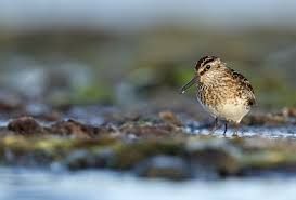 Attēlu rezultāti vaicājumam “Calidris falcinellus adult”