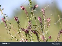 Attēlu rezultāti vaicājumam “Odontites vulgaris”