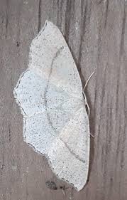 Attēlu rezultāti vaicājumam “Cyclophora punctaria”