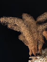 Attēlu rezultāti vaicājumam “Arcyria major”