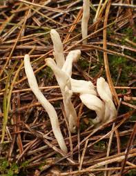 Attēlu rezultāti vaicājumam “Clavulina rugosa”