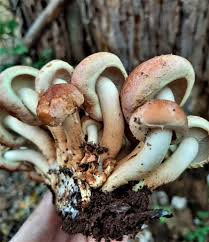 Attēlu rezultāti vaicājumam “Hypholoma lateritium”