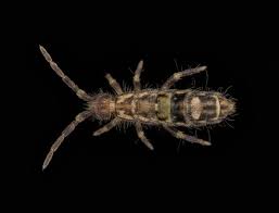 Attēlu rezultāti vaicājumam “Orchesella sp.”