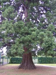 Image result for Hersham Bowling Club