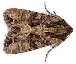 Attēlu rezultāti vaicājumam “Apamea remissa”