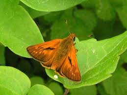 Attēlu rezultāti vaicājumam “Ochlodes sylvanus male”