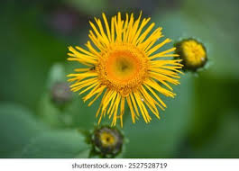 Attēlu rezultāti vaicājumam “Inula helenium flower”