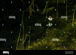 Attēlu rezultāti vaicājumam “Batrachium”