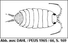 Attēlu rezultāti vaicājumam “Ligidium hypnorum”