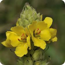 Attēlu rezultāti vaicājumam “Verbascum thapsus flower”